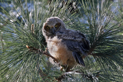 3F8A1154a Great Horned Owlet .jpg