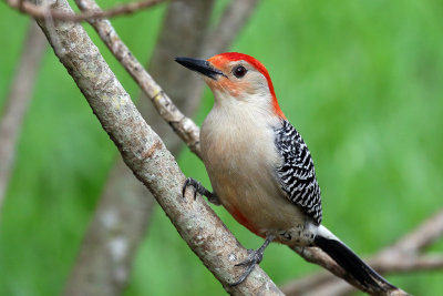 3F8A0916a Red-bellied Woodpecker .jpg