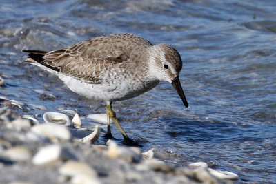 3F8A0814a Red Knot .jpg