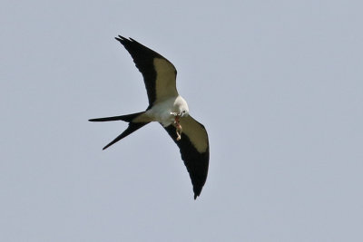 3F8A1809b Swallow-tailed Kite.jpg