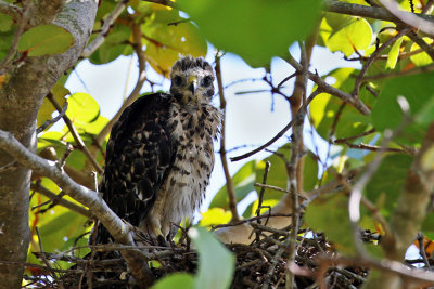 3F8A2901a Red-shouldered Hawk .jpg