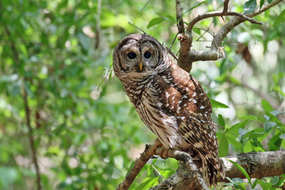 3F8A2495a Barred Owl .jpg