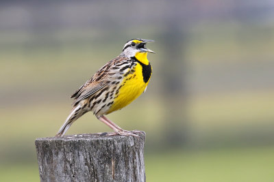 3F8A8829a Eastern Meadowlark.jpg