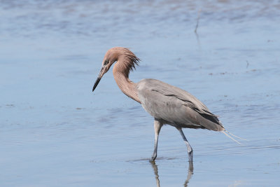 3F8A7243a Reddish Egret.jpg