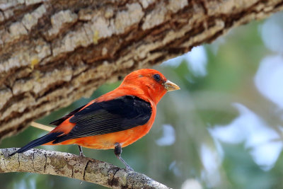 3F8A4959a Scarlet Tanager.jpg