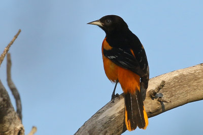 3F8A5286a Baltimore Oriole.jpg