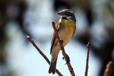 3F8A4865a Dickcissel.jpg