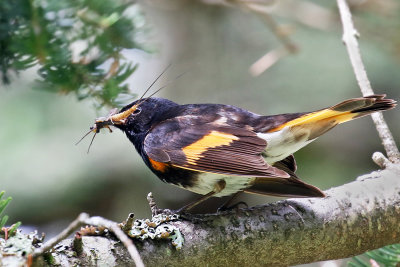 3F8A7964a American Redstart.jpg