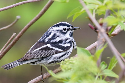 3F8A1080a Black & White Warbler.jpg