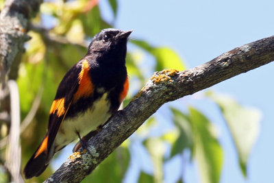 3F8A3358a American Redstart.jpg