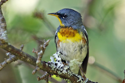 3F8A8887a Northern Parula.jpg