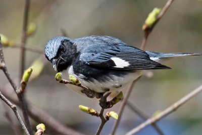 3F8A9777a Black-throated Blue Warbler.jpg