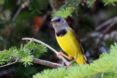 3F8A7276a Mourning Warbler.jpg