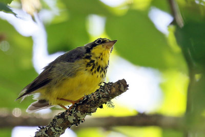 3F8A9004a Canada Warbler.jpg