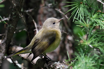 3F8A1082a Nashville Warbler immature.jpg