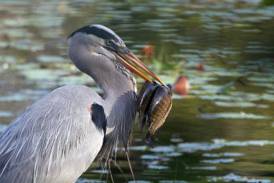 3F8A5781a Great Blue Heron.jpg