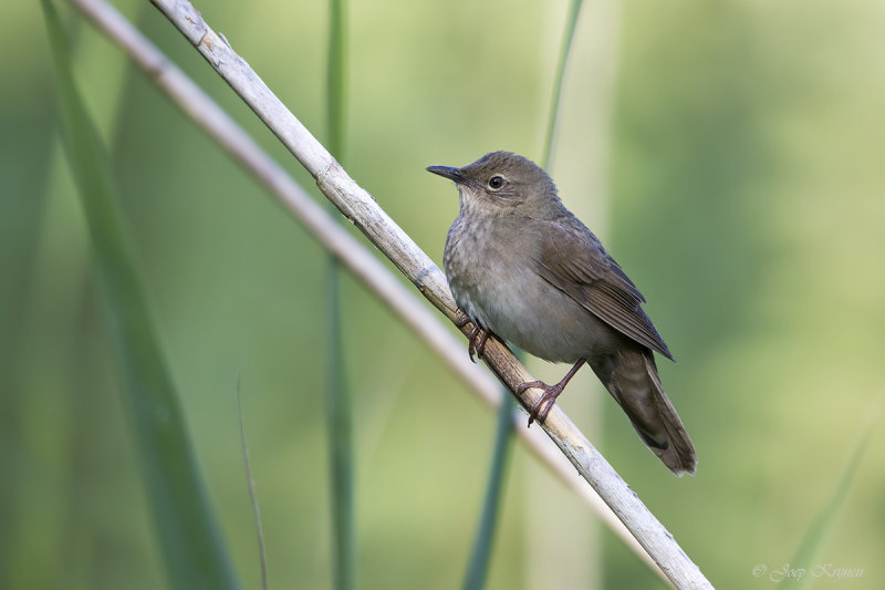 Krekelzanger/River warbler