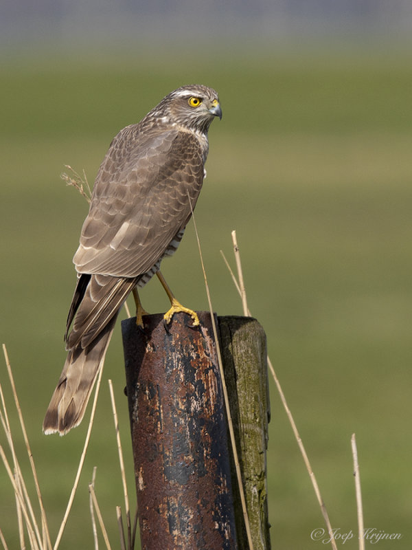 Sperwer/Sparrow hawk