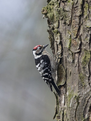 Kleine bonte specht/Lesser spotted woodpecker