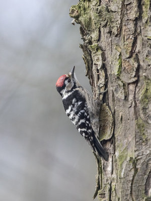 Kleine bonte specht/Lesser spotted woodpecker