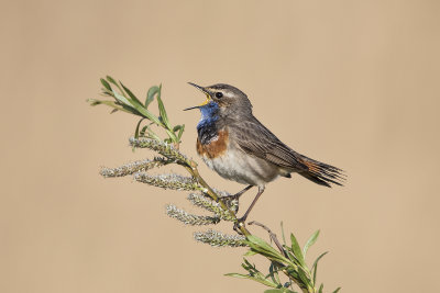 Blauwborst/Bluetroath