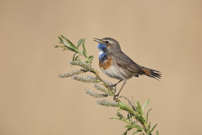 Blauwborst/Bluetroath