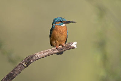 IJsvogel/Kingfisher