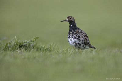 Kemphaan/Ruff