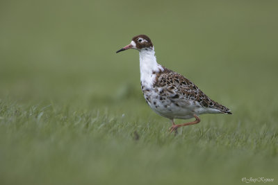 Kemphaan/Ruff