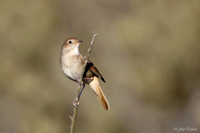 Nachtegaal/Common nightingale