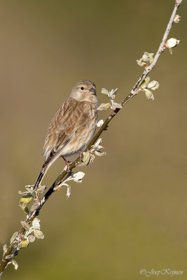 Kneu/Linnet