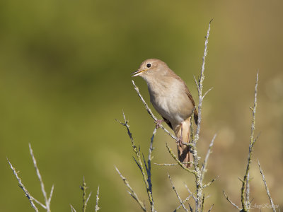 Nachtegaal/Common nightingale