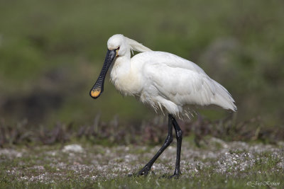 Lepelaar/Spoonbill