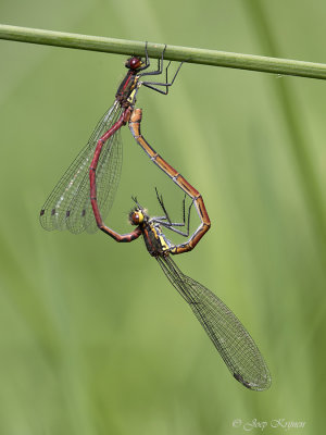 Vuurjuffers/Pyrrhosoma