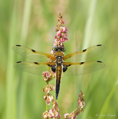 Viervlek/Libellula quadrimaculata ♀