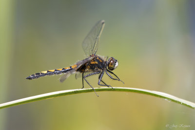 Gevlekte witsnuitlibel/Leucorrhinia pectoralis ♂