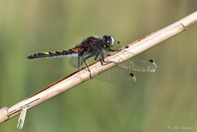 Gevlekte witsnuitlibel/Leucorrhinia pectoralis ♂