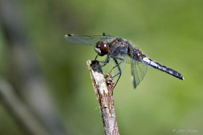 Sierlijke witsnuitlibel\Leucorrhinia caudalis ♀