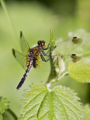 Sierlijke witsnuitlibel\Leucorrhinia caudalis ♀