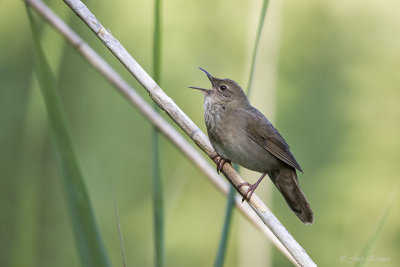 Krekelzanger/River warbler