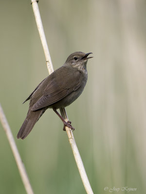 Krekelzanger/River warbler