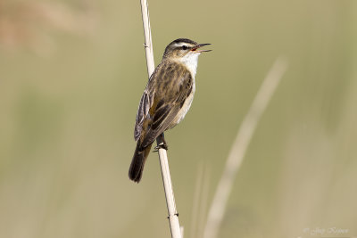 Rietzanger/Sedge warbler