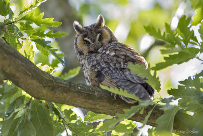 Ransuil/Long-eared owl