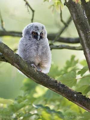 Ransuil/Long-eared owl
