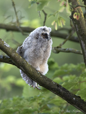 Ransuil/Long-eared owl