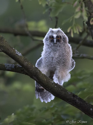 Ransuil/Long-eared owl