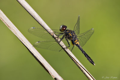 Sierlijke witsnuitlibel\Leucorrhinia caudalis ♂