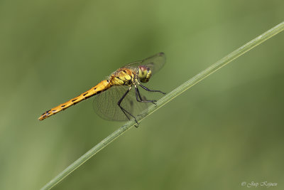 Kempense heidelibel/Sympetrum depressiusculum♀