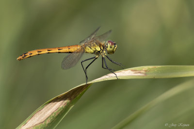 Kempense heidelibel/Sympetrum depressiusculum♀