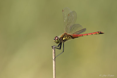 Kempense heidelibel/Sympetrum depressiusculum♂